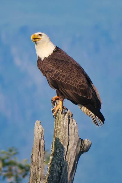 istock King of the Skies 1257621449