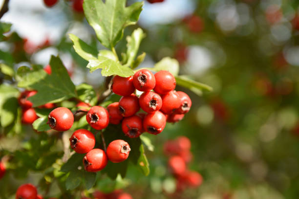 istock branch of red firethorn pyracantha berries in sunlight 1257621644