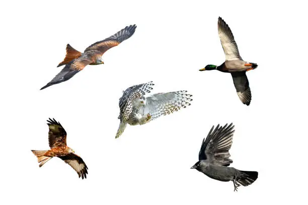 A collection flying set of  Red kite (milvus milvus), snowy owl (Bubo scaniacus), jackdaw (corvus monedula), mallard duck( anas platyrhynchos) wild birds in flight cut out and isolated on a white background
