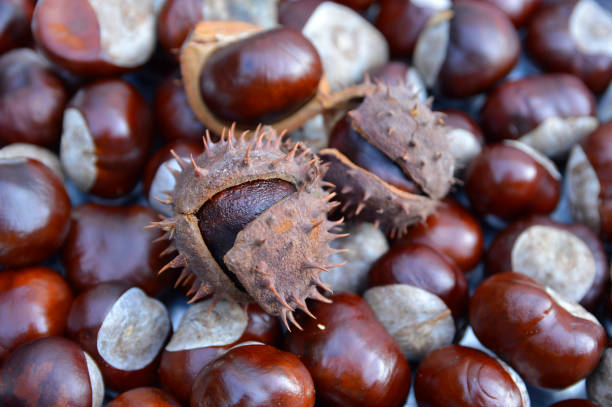 istock wild chestnuts fruits close up 1257622869