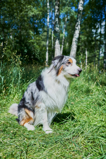 istock Australian shepherd sitting on the grass 1257624429