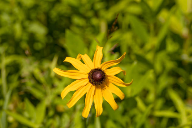 istock Blooming bright yellow daisies with natural background 1257624994