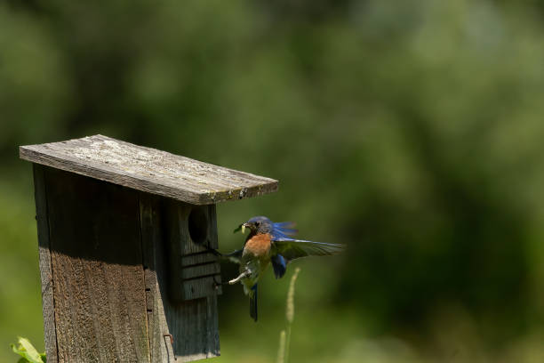 istock Eastern Bluebird nesting in an old birdhouse 1257625649