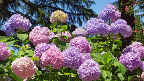 bellissimi fiori di ortensia colorati in giardino - hydrangea gardening blue ornamental garden foto e immagini stock