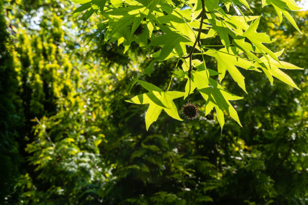 istock Pointed brown ball with Liquidambar styraciflua seeds on blurry green background. Prickly ball with seeds is similar to molecule of new coronavirus - 2019-nKoV, covid-19. Quarantine Pandemic. 1257627031