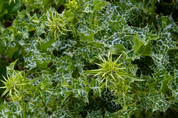 leaves on huge bush of cardus marianus or thistle of st. mary (silybum marianum). texture for design. mediterranean milk thistle is spotty valuable medicinal plant. close-up. - thorn spiked flower head blossom imagens e fotografias de stock