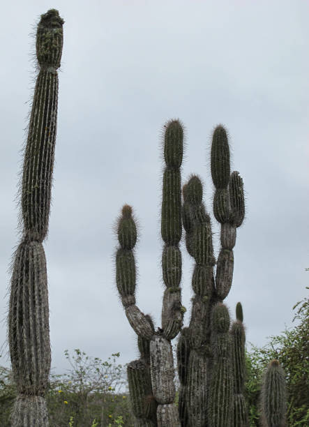 istock Cacti, Santa Cruz Island, Galapagos 1257628124