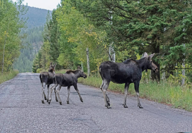 istock A mother Moose with her twin babies crossing a road. 1257629841