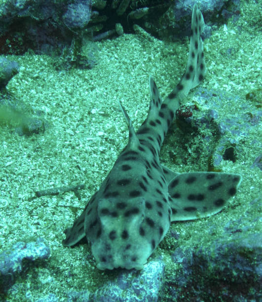 istock Galapagos Bullhead Shark (Heterodontus quoyi) 1257631645