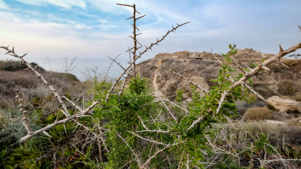 とげの茂み - bush landscape landscaped scenics ストックフォトと画像