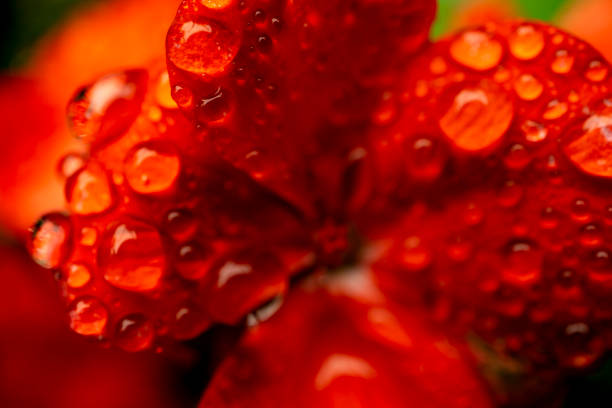 istock Dewdrops Magnify Flower Detail 1257640885