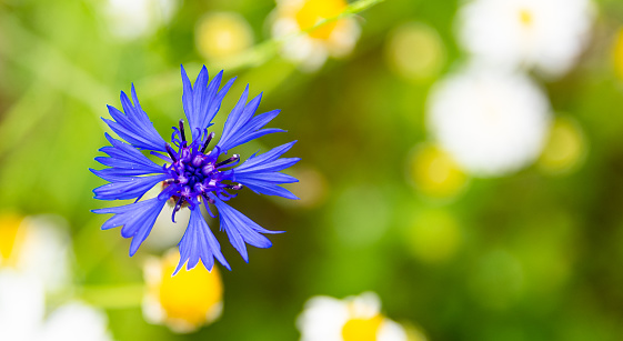 knapweed blue flower with chamomile flowers in the garden green, selective focus