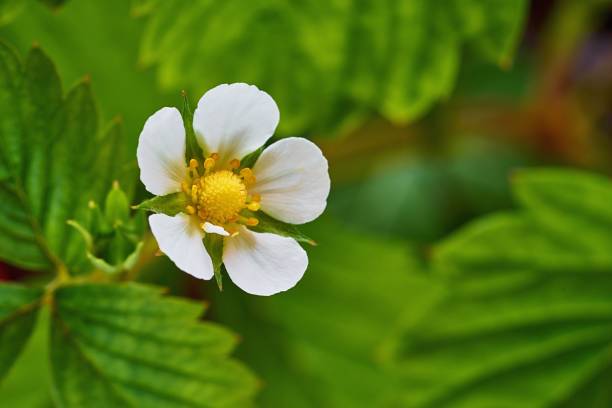 istock small white strawberry flower 1257641529