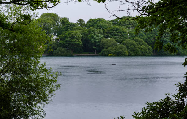 Beautiful nature shot of Taylor park within an opening of the forest.