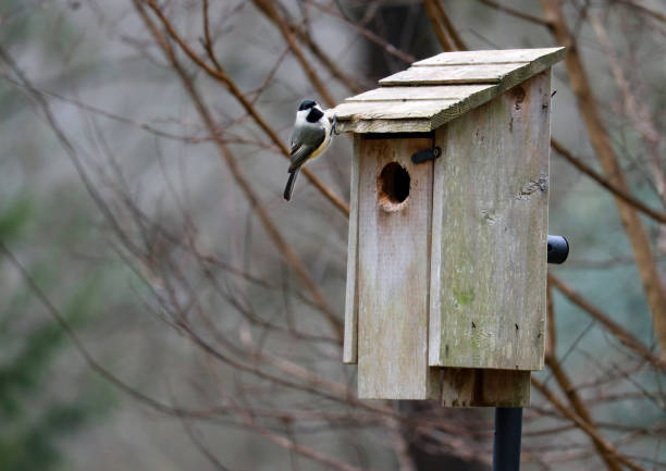 A chickadee looks toward the camera while perched on the edge of a wooden bird house. stock photo