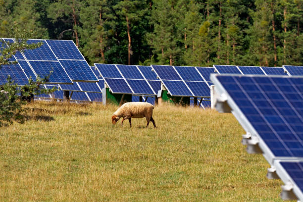 istock solar power station with sheep 1257643150
