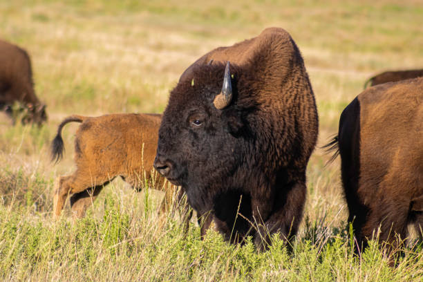 istock Male bison turning away from the herd 1257646257