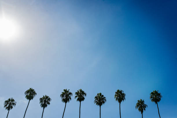 istock Row of Palm Trees across Blue Sky 1257646455