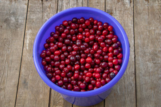 A bucket of fresh red cherries freshly picked from the tree.