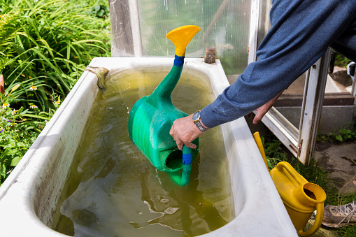 an elderly male gardener scoops water into a watering can from an old water-filled bathtub in the garden