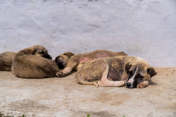 istock Sad look of a stray puppies 1257647709