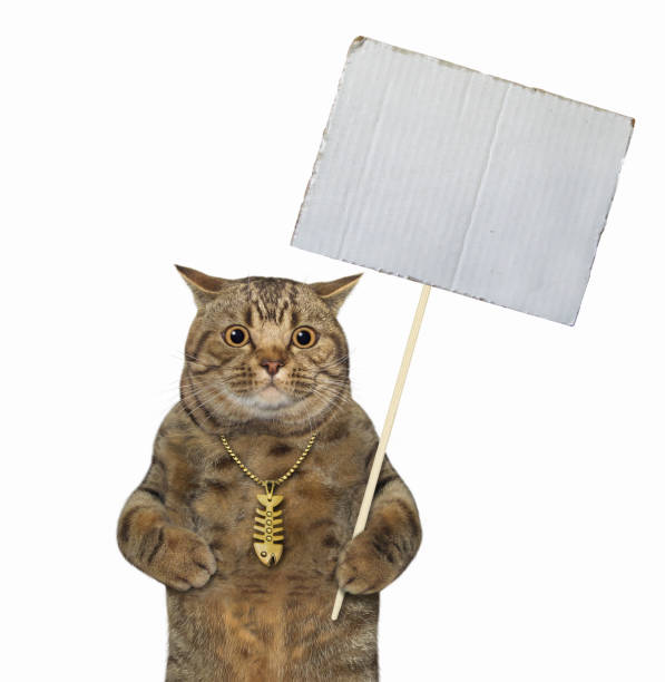 istock Big eyed cat with blank sign 3 1257647866
