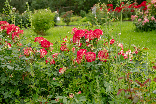 Awe roses bushes   pink and red colors  in botanical garden of Moscow University - beauty of nature!