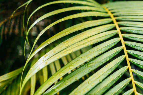 Detail shot of a deep green and yellow palm frawn after the rain