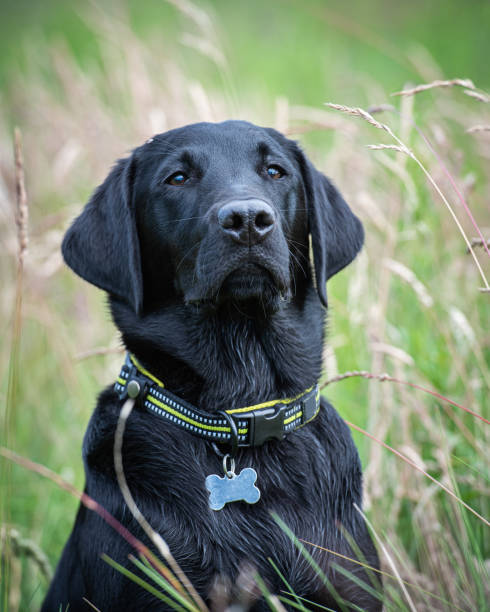 istock Black Labrador retriever puppy sitting 1257649080