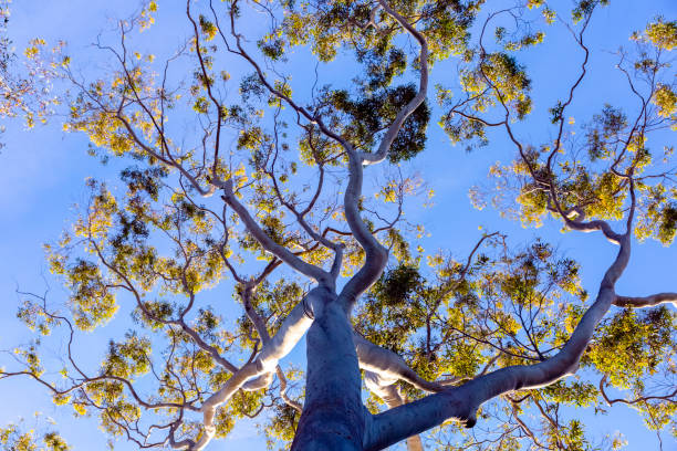 arbre d’eucalyptus dans le soleil, vue d’angle bas, arrière-plan avec l’espace de copie - eucalyptus eucalyptus tree leaf tree photos et images de collection