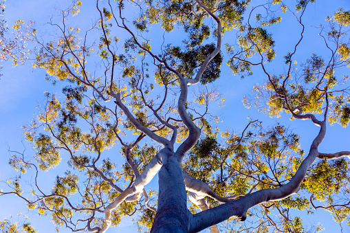 Eucalyptus tree in sunshine, low angle view, background with copy space