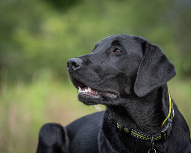 istock Black Labrador retriever puppy lying down 1257649096