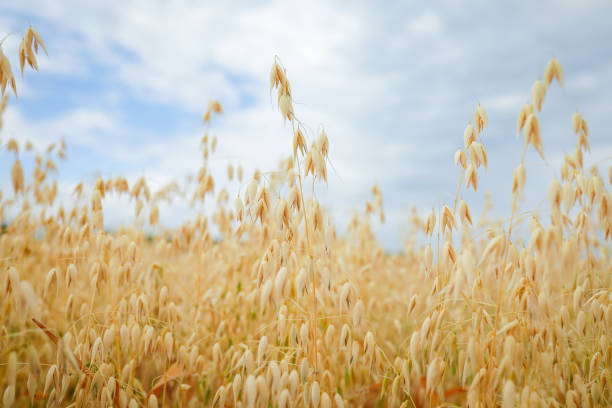 하늘을 배경으로 귀리의 잘 익은 귀. 선택적 초점 - non urban scene barley cereal plant straw 뉴스 사진 이미지