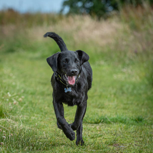 Black Labrador retriever puppy running Black Labrador retriever puppy running on a track in a field of long grass in the Campsie Fells black labrador stock pictures, royalty-free photos & images