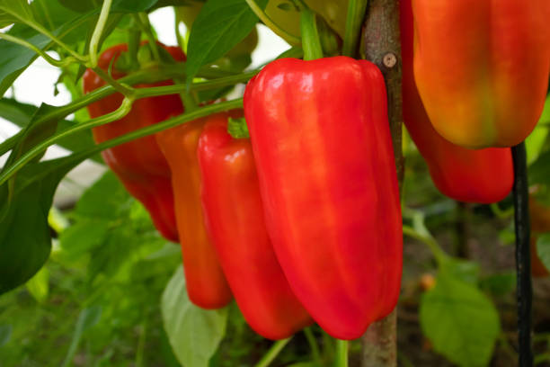 varios pimientos dulces rojos maduran en un arbusto en un invernadero, de cerca - greenhouse pepper vegetable garden agriculture fotografías e imágenes de stock