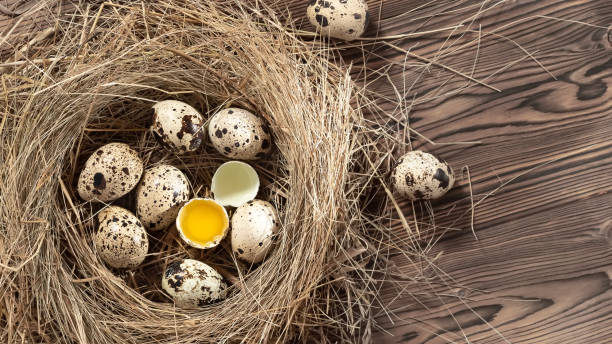 istock Several quail eggs in a decorative nest made of straw on a wooden table, copy space, horizontal banner, flatlay 1257650198