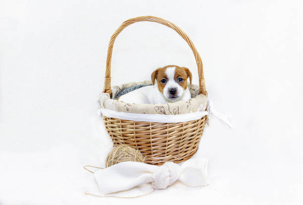 istock cute puppy bitches jack russell terrier sitting in an easter basket sticking out his muzzle on a white background. Greeting card. 1257650202
