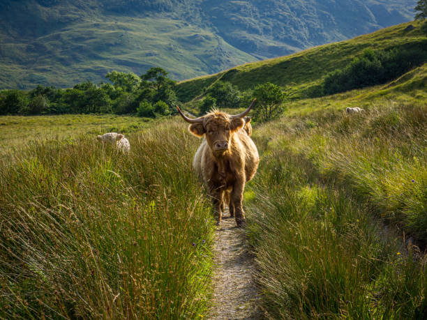 Highland cow on a footpath
