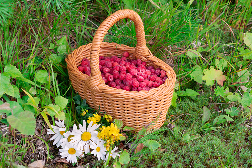 Wicker basket with fresh forest raspberries on the edge of the forest with a bouquet of wildflowers.