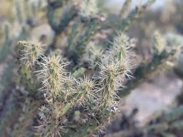 Close up shot of a cactus