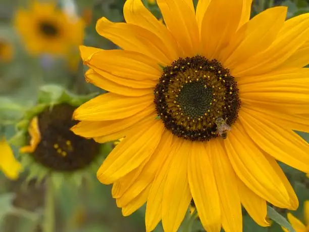 Bee pollenating a sunflower