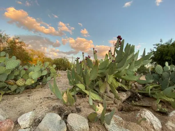 A desert prickly pear