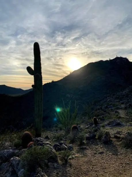 Silhouette of a cactus and mountain at sunset