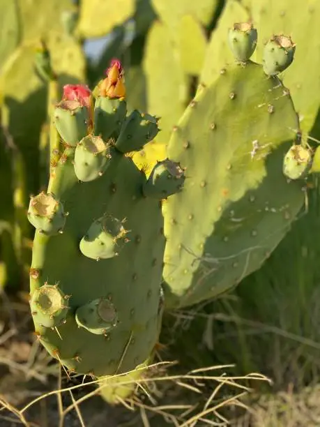 Shot of a prickly pear from close Range