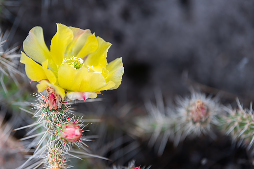 Prickly Pear cactus in Bandelier National Monument in New Mexico macro closeup with bokeh background and vibrant colorful yellow bloom flowers