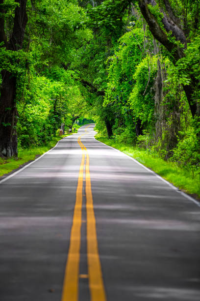 istock Tallahassee, Florida empty road vertical view with mailboxes on Miccosukee scenic canopy street with nobody during day with southern live oak trees 1257653605