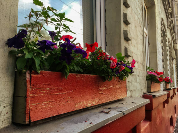 istock flowers on the window 1257654161