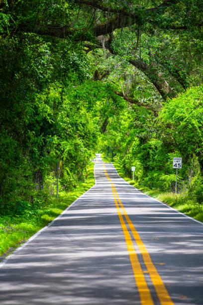 istock Tallahassee, Florida empty road vertical view with do not pass sign on Miccosukee scenic canopy street with nobody during day with southern live oak trees 1257654204