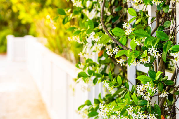 sommer garten clematis rebe pflanzen blumen außerhalb der nahaufnahme von blüten mit sonnenlicht und weißen zaun in hinterhof kopie raum hintergrund - spalier stock-fotos und bilder