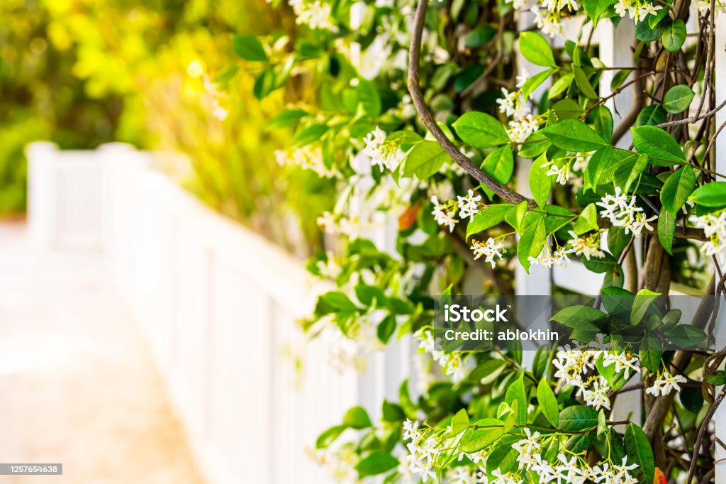 Summer garden clematis vine plant flowers outside closeup of blooms with sunlight and white fence in backyard copy space background Jasmine Stock Photo